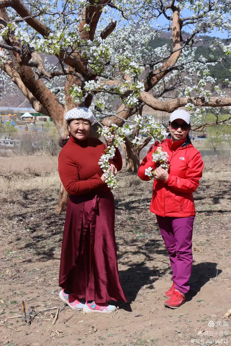 2025年4月7日正明山梨花